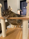 Cat Tree House Cat Condo with Transparent Bowl Bed I#1335